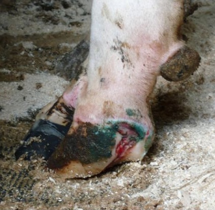 A white line abscess.